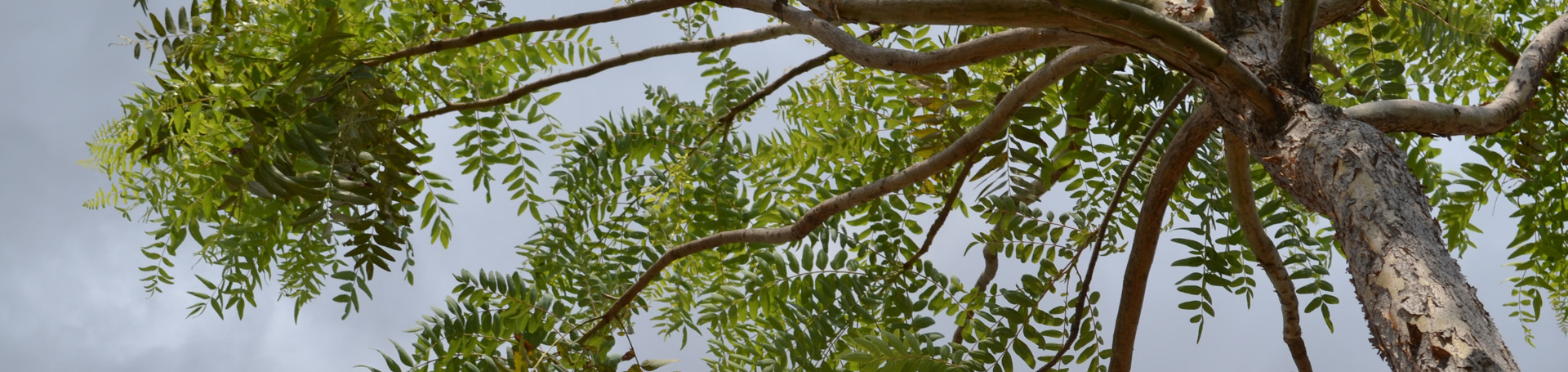 VL_VP_FI_1920x455_1806_Boswellia_serrata.jpg