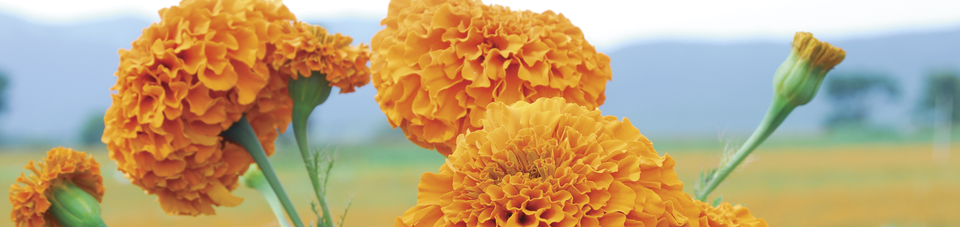 VP_VP_FI_1920x455_1806_Tagetes_Flower_Field.jpg